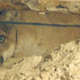 Image for article titled Basement Lion Is What Makes LA Great